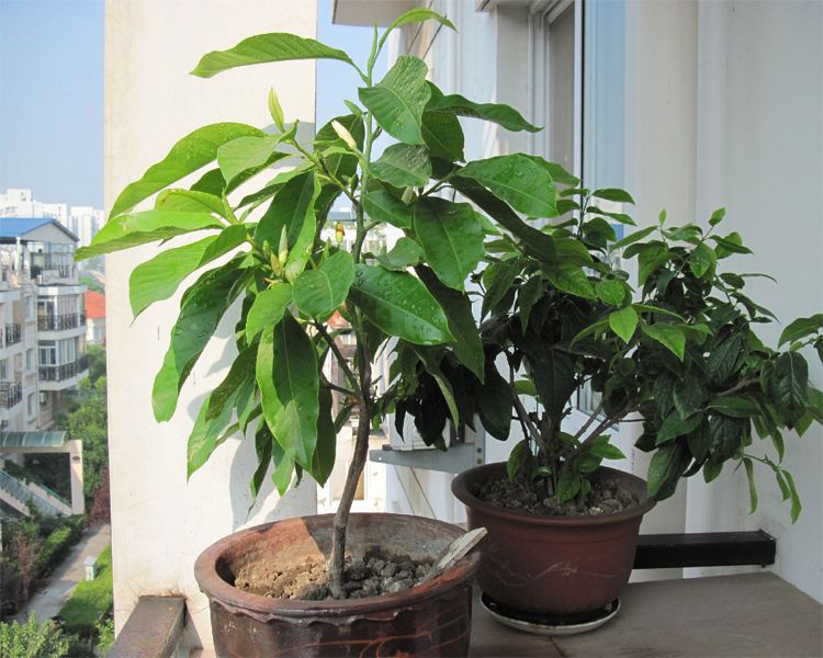 花盆的鲜花如何延长开放时间,如何让花卉开放持久