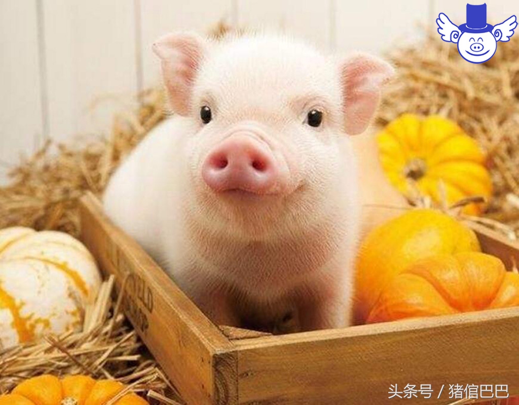 猪脂肪为什么发红,猪的脂肪为什么是黄的