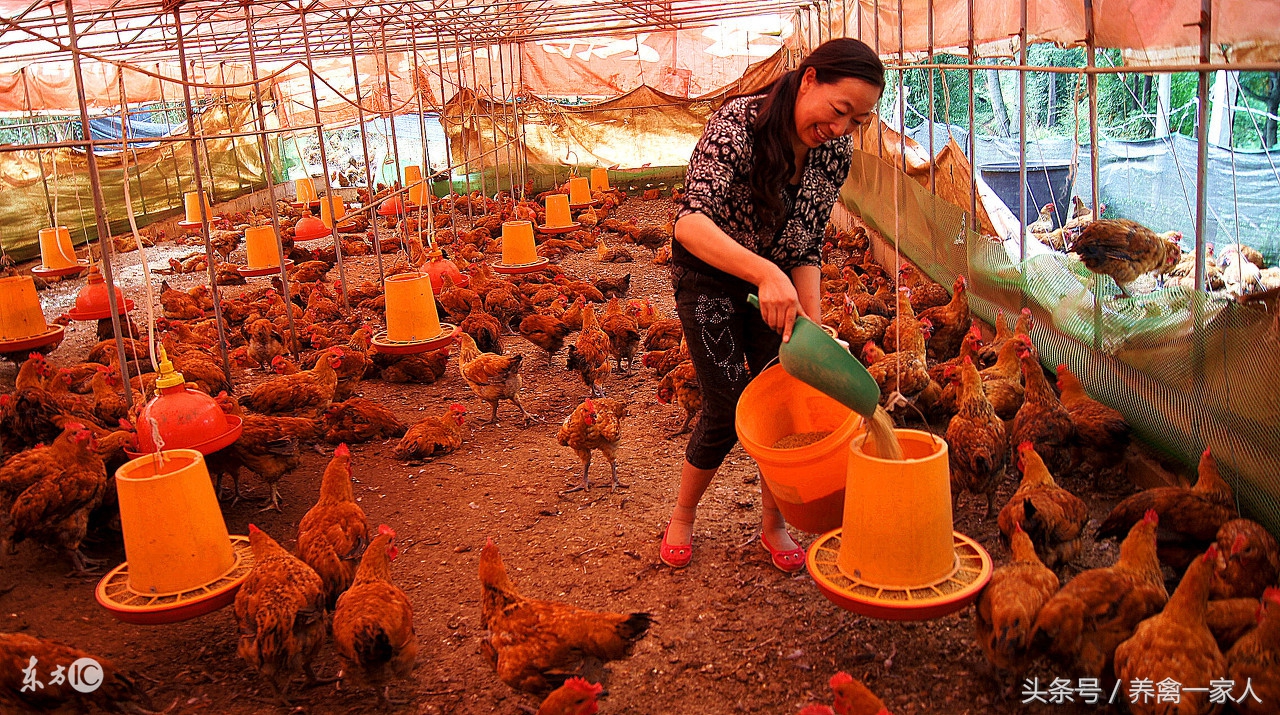 养鸡怎样预防鸡拉稀,养鸡漏粪最好的解决方法