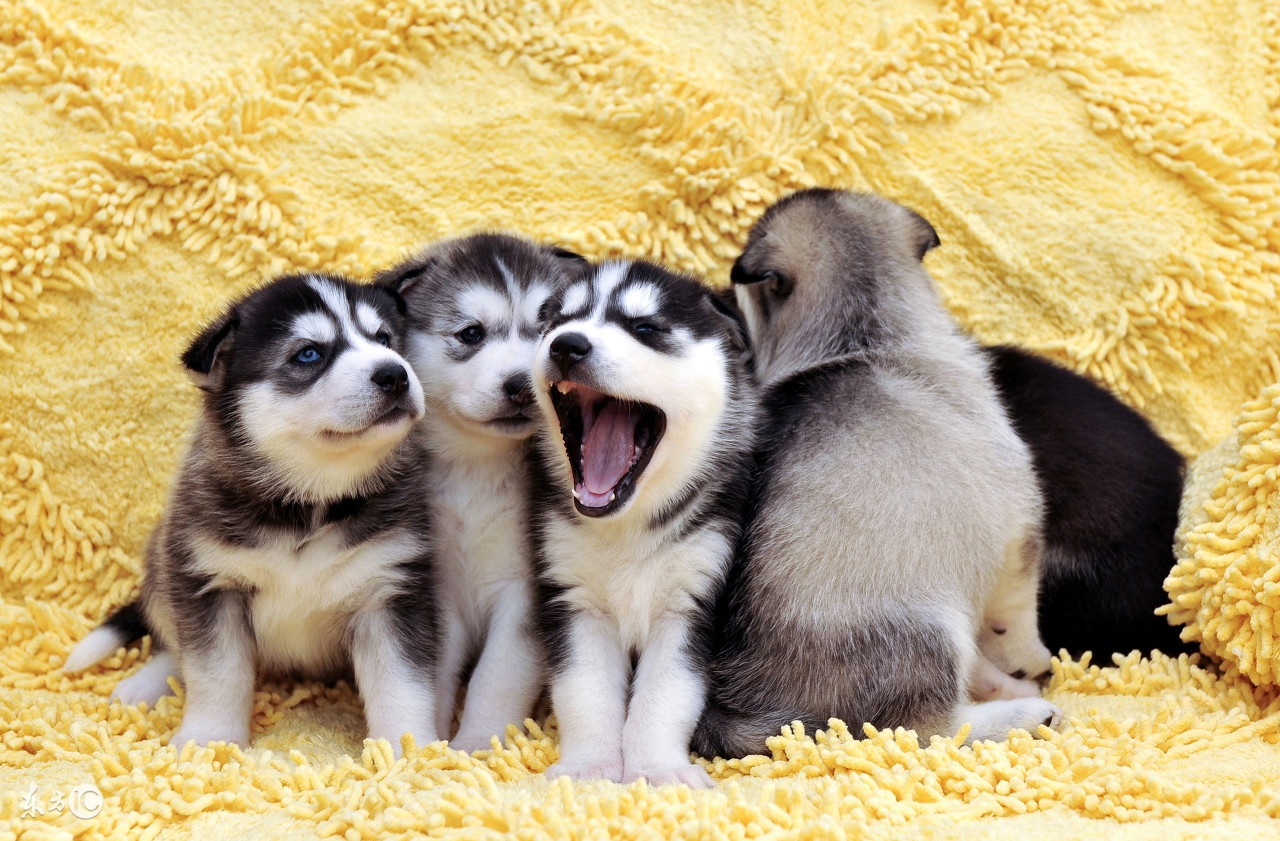 哈士奇不能吃什么食物,哈士奇可以随便吃东西吗