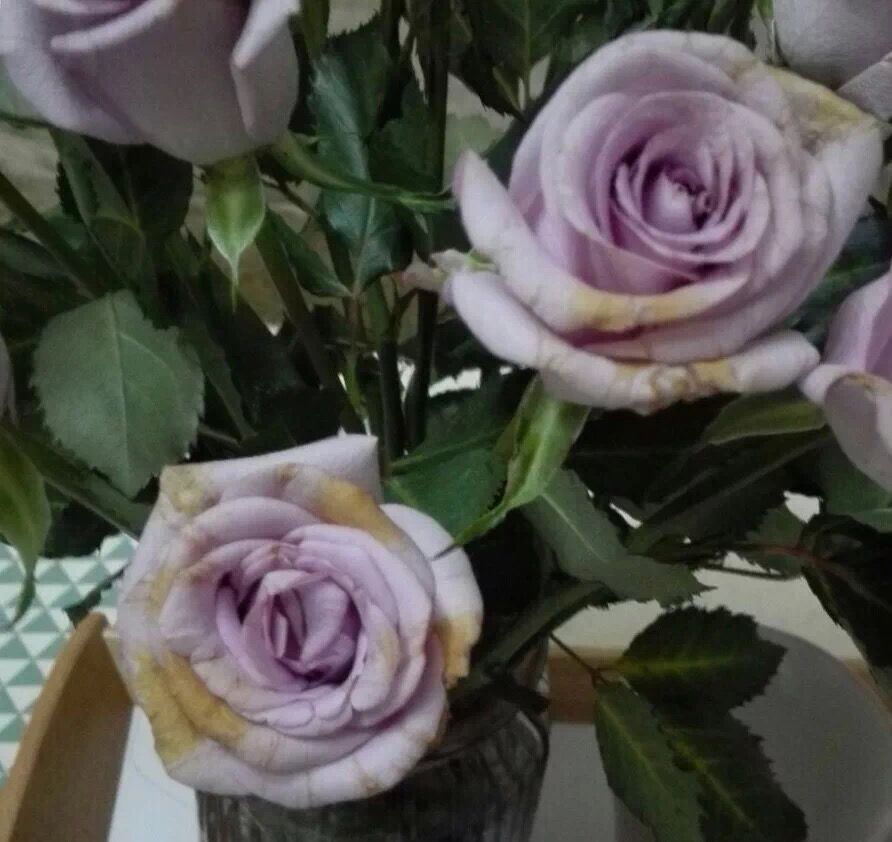 玫瑰养不开就枯了怎么办,玫瑰烂瓣怎么办