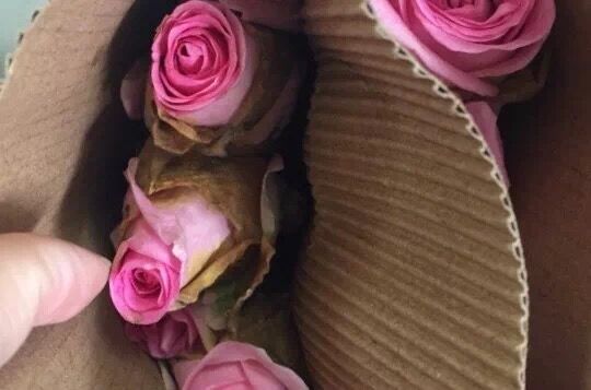 玫瑰养不开就枯了怎么办,玫瑰烂瓣怎么办