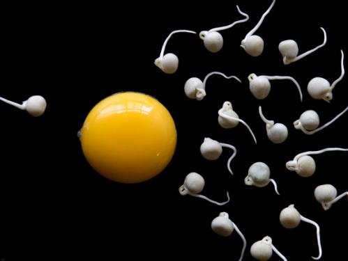 精子的10大秘密,精子的10个秘密
