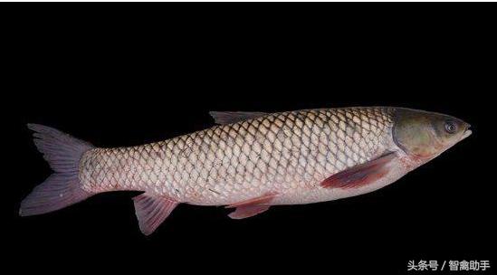 草鱼寄生虫病怎么防治,草鱼肠炎病的防治技术