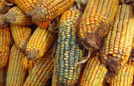 霉菌毒素不根除，猪群咳嗽仍然反反复复！