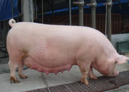 霉菌毒素不根除，猪群咳嗽仍然反反复复！