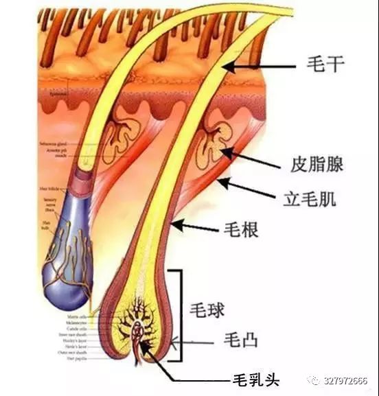 痘痘形成的内在原因和外在原因,痘痘形成的八大原因