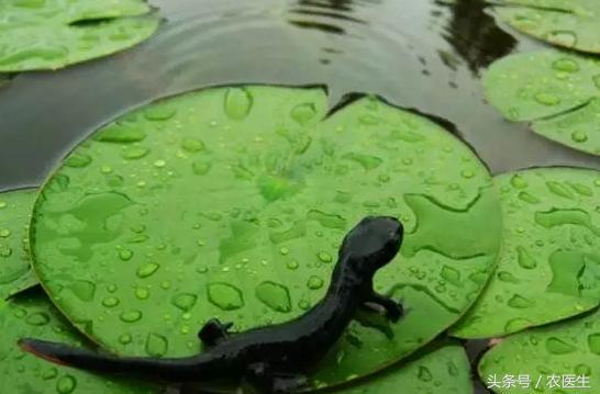 特种养殖致富的视频,特种养殖套路有哪些呢