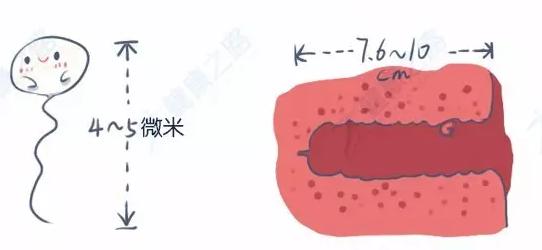 努力的想造人，能否成功还要看“它”！（上）