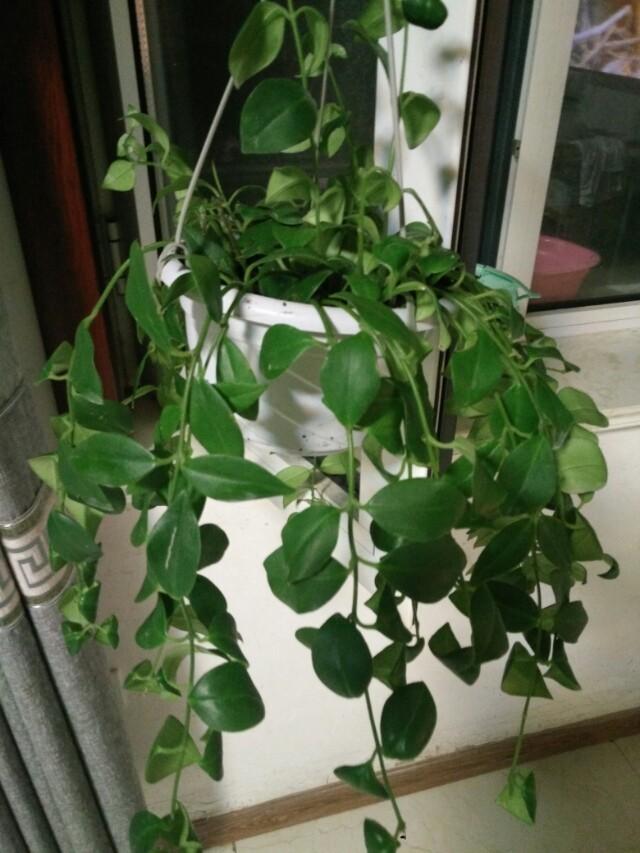 口红吊兰枝条干枯是为什么,口红吊兰叶发白是什么原因