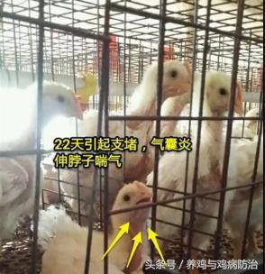 东东养鸡心得——解密肉鸡大规模支气管栓塞