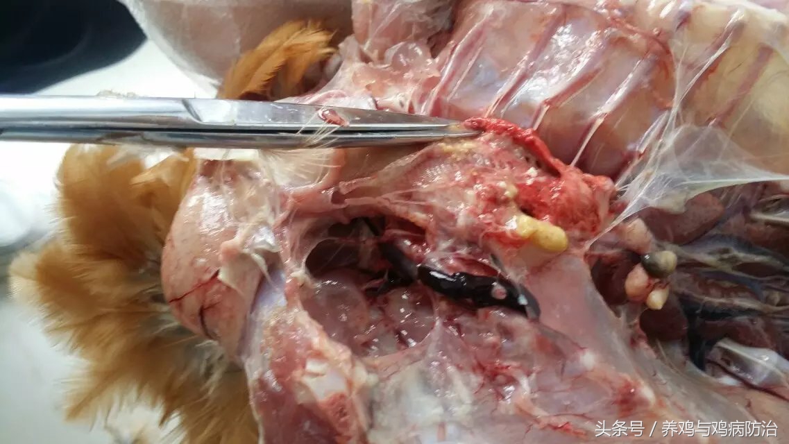 东东养鸡心得——解密肉鸡大规模支气管栓塞