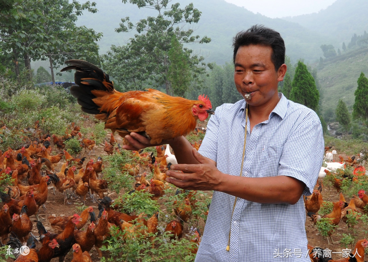 养鸡怎样预防鸡拉稀,养鸡漏粪最好的解决方法