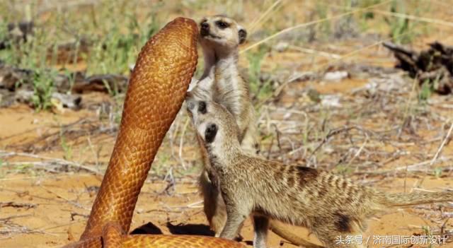 这34个间谍，每天只干一件事：*窥偷**！还拍成电影全球上映？