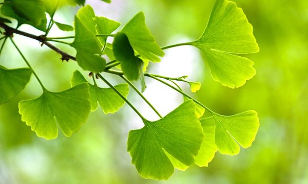 银杏果能止咳、银杏叶能降血脂，这样吃靠谱吗？