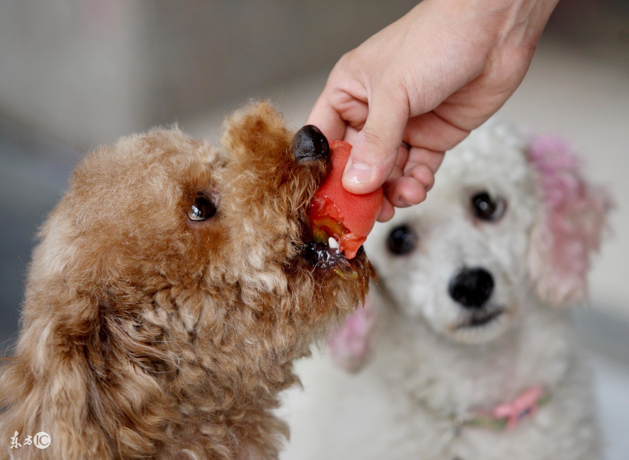 哈士奇不能吃什么食物,哈士奇可以随便吃东西吗