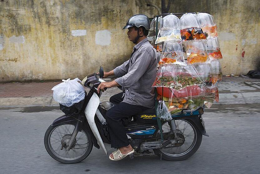 在越南骑摩托车游,越南人骑摩托车旅游中国