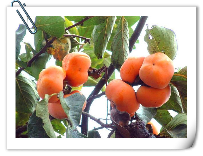 柿子不要贪吃,柿子勿贪多