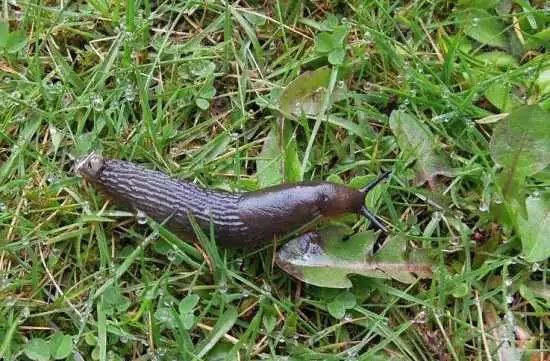 家里盆栽叶子长虫子怎么办,院子里的叶子被虫子吃了怎么办