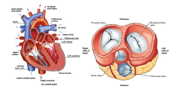 冠心病引起的心源性猝死,冠心病容易猝死