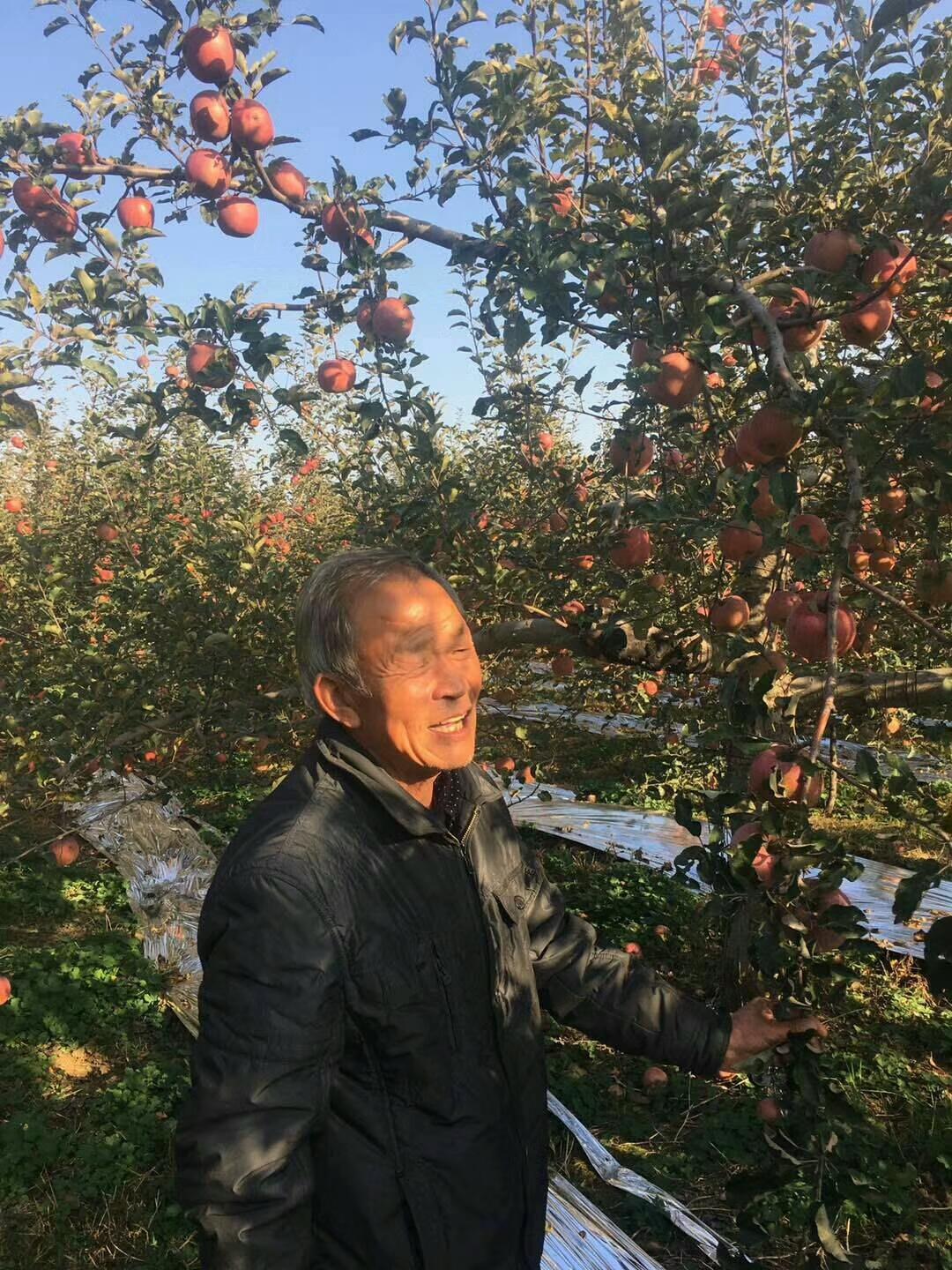 木村苹果,日本木村苹果的故事