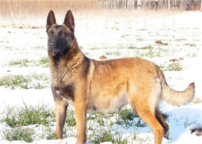 怎么判断马犬着凉发烧了,马犬如何辨别