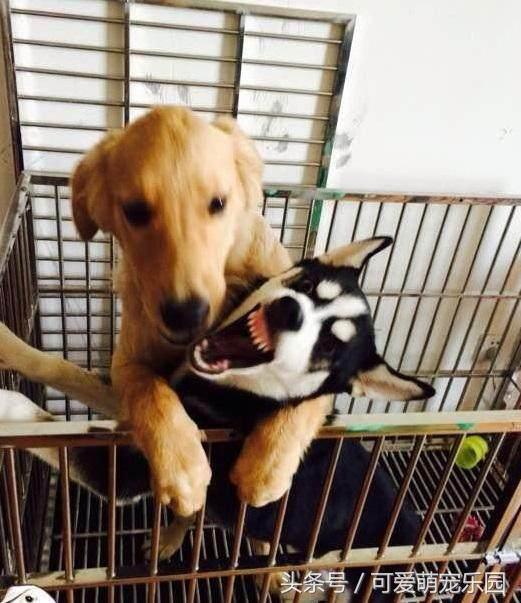 抱紧我你就不冷啦，暖心汪星人就是这么关心自己的主人！