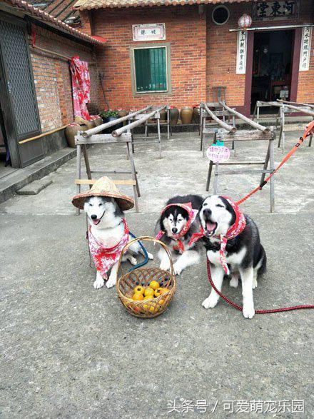 抱紧我你就不冷啦，暖心汪星人就是这么关心自己的主人！