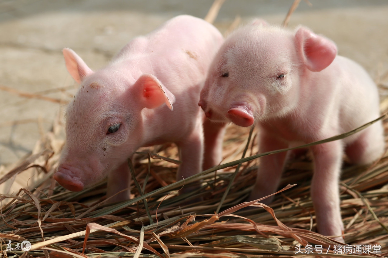 小猪换料一直拉稀怎么办,小猪仔拉稀最简单的秘方