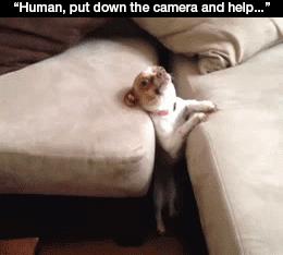 抱紧我你就不冷啦，暖心汪星人就是这么关心自己的主人！