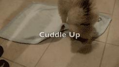 抱紧我你就不冷啦，暖心汪星人就是这么关心自己的主人！