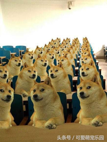 抱紧我你就不冷啦，暖心汪星人就是这么关心自己的主人！