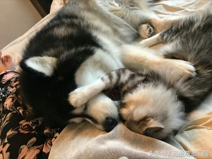 抱紧我你就不冷啦，暖心汪星人就是这么关心自己的主人！