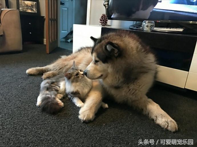 抱紧我你就不冷啦，暖心汪星人就是这么关心自己的主人！