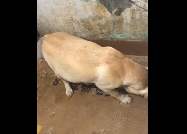 狗狗要生宝宝要准备什么,狗狗要生了有什么先兆