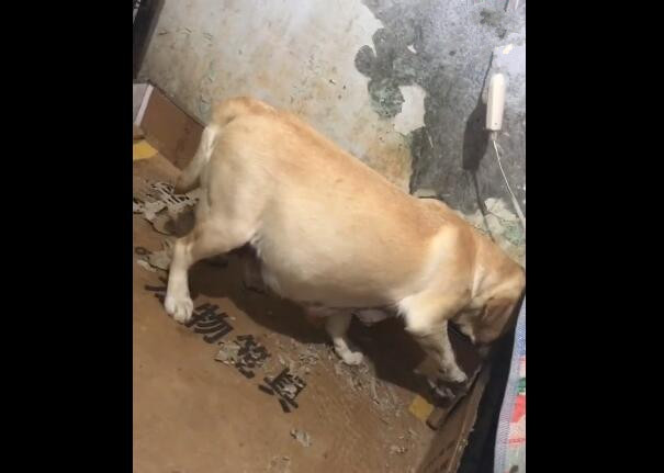 狗狗要生宝宝要准备什么,狗狗要生了有什么先兆