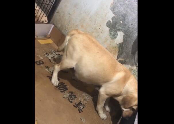 狗狗要生宝宝要准备什么,狗狗要生了有什么先兆