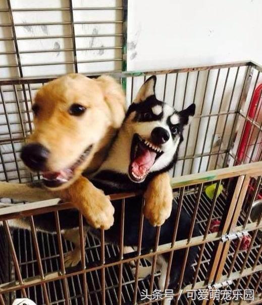 抱紧我你就不冷啦，暖心汪星人就是这么关心自己的主人！