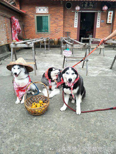 抱紧我你就不冷啦，暖心汪星人就是这么关心自己的主人！