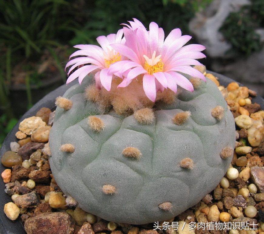 代购双十一值得买吗,多肉植物代购