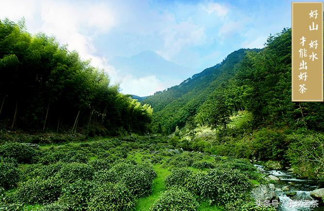 婺源绿茶茶叶排名前十名精品,茶中精品100种