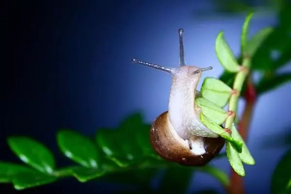 家里盆栽叶子长虫子怎么办,院子里的叶子被虫子吃了怎么办