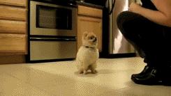 抱紧我你就不冷啦，暖心汪星人就是这么关心自己的主人！