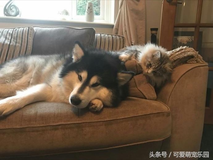 抱紧我你就不冷啦，暖心汪星人就是这么关心自己的主人！