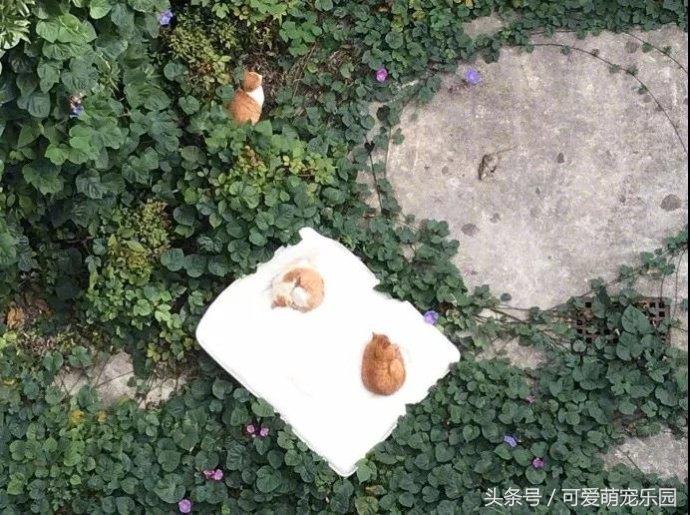 头冷捂头脚冷捂脚，前提是必须经过喵星人同意！