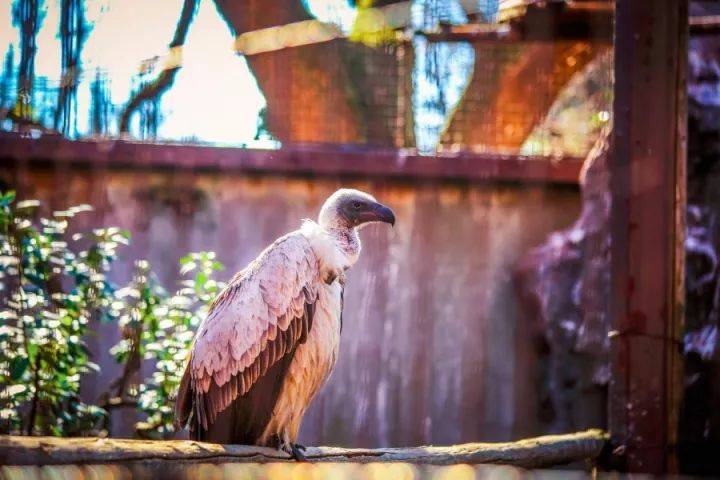 元旦｜做一个现代白领在「日本新年」来临前的谜之淡定