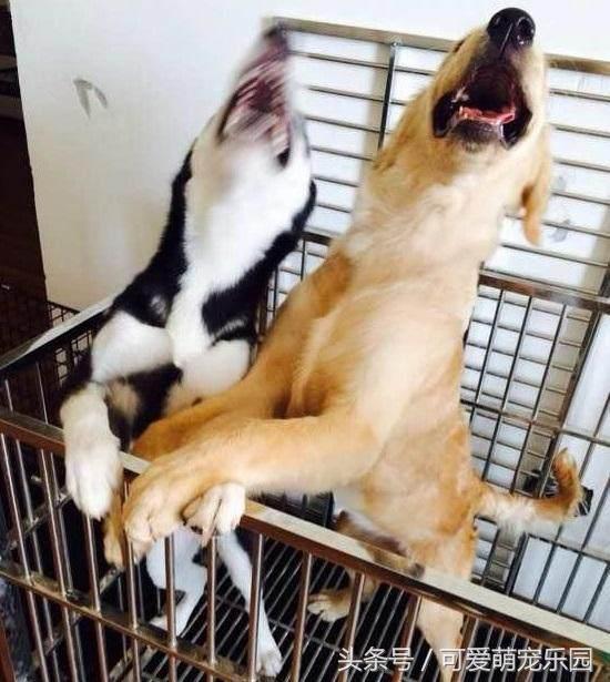 抱紧我你就不冷啦，暖心汪星人就是这么关心自己的主人！