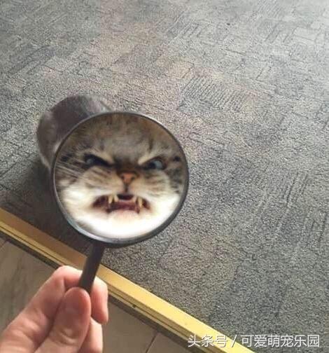 头冷捂头脚冷捂脚，前提是必须经过喵星人同意！