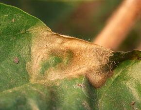 辣椒灰霉病的最佳防治方法,辣椒灰霉病和霜霉病图片