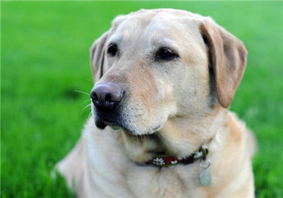 纯种拉布拉多幼崽特征,纯种拉布拉多犬有什么特征
